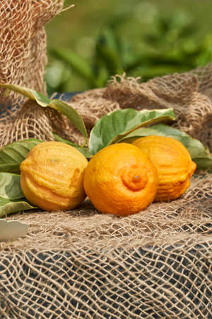 lemon in the basket