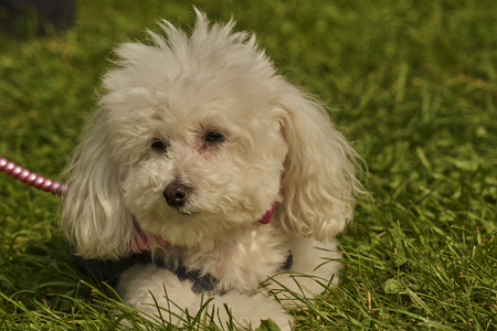 cute dog at park