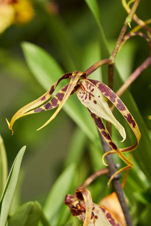 orchid in bloom in the gardenの写真素材