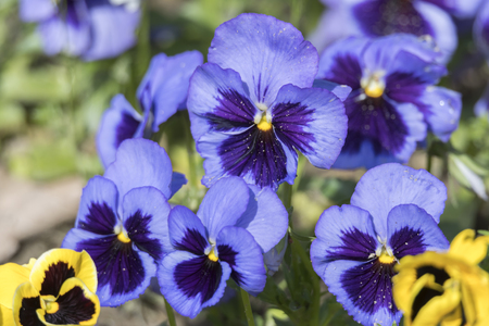 violet in the gardenの写真素材