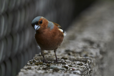 finch fringilla coelebs bird on treeの写真素材