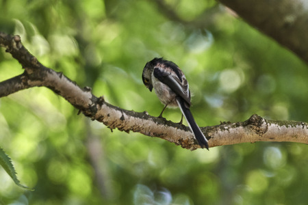 long tailed tit bird on treeの写真素材