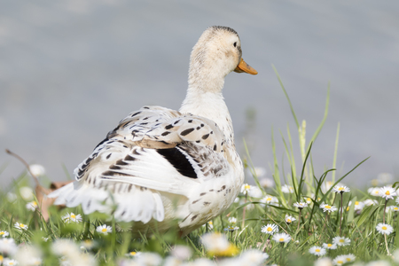 duck rest on lakeの写真素材