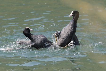 coot fight on the lakeの写真素材