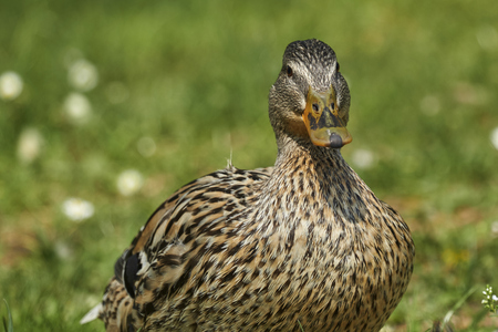 duck rest on lakeの写真素材