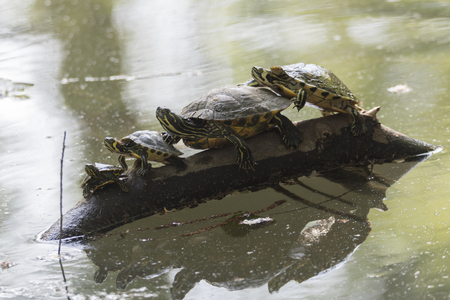 family of turtles rest at sun on pond