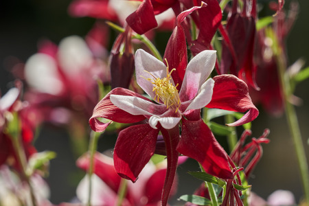 aquilegia flower in bloom in the gardenの写真素材