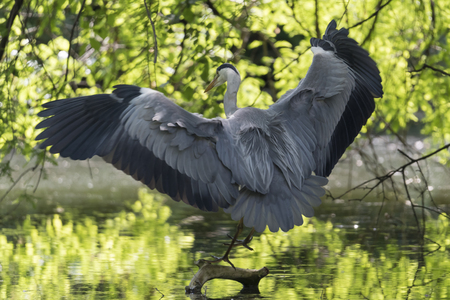 grey heron flying at lakeの写真素材