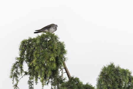 lovely cuckoo on pine treeの写真素材