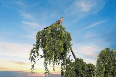 lovely cuckoo on pine treeの写真素材