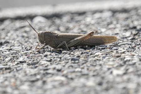 grasshopper in the streetの写真素材