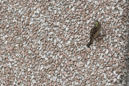 sparrow with worm in the mouthの写真素材