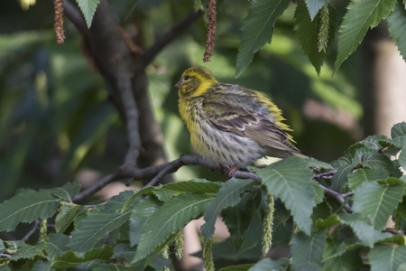 greenfinch chloris bird on treeの写真素材