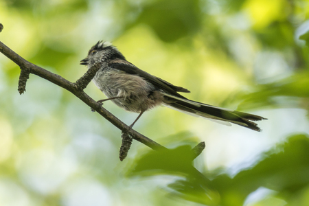 long tailed tit bird on treeの写真素材