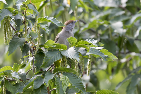 female blackcap on tree at parkの写真素材