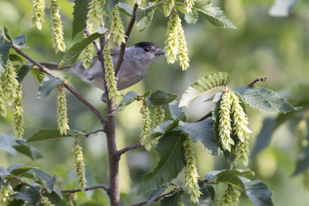 male blackcap on treeの写真素材
