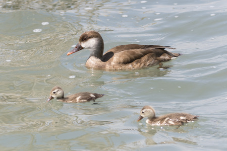 netta rufina, female Red crested Pochard and her puppyの写真素材