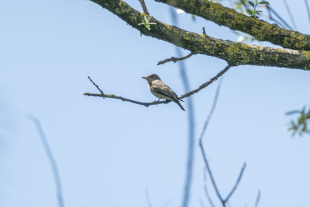 Phylloscopus trochilus, willow warbler bird on treeの写真素材