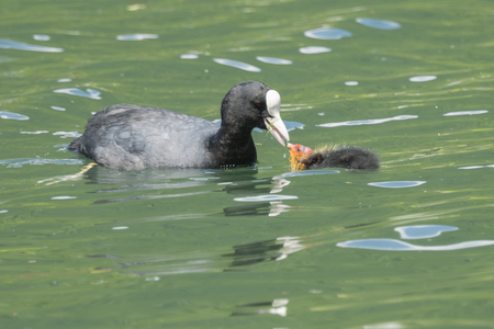 fulica atra, coot and puppy on lakeの写真素材