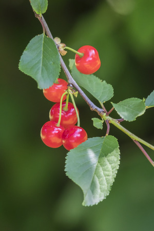 cherries on treeの写真素材
