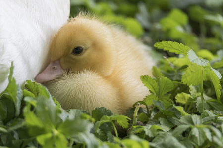 Muscovy duck's duckling on grassの写真素材