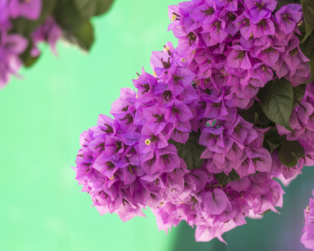 bouganvillea in bloom in the city