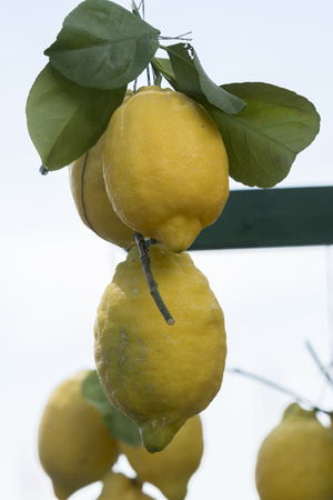 ripe and fresh yellow lemonの写真素材