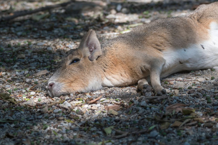 dolichotis patagonum, patagonian mara