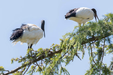 sacred ibis on treeの写真素材