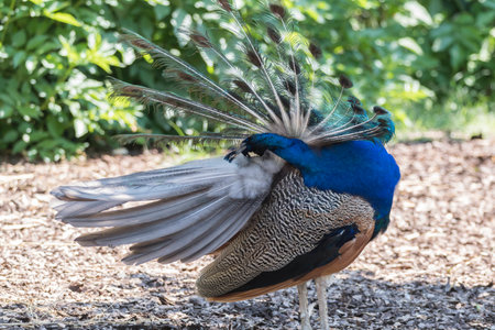 colorful peacock in the farm