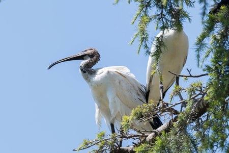 sacred ibis on treeの写真素材