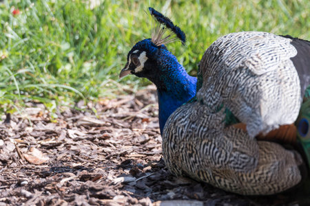 colorful peacock in the farmの写真素材