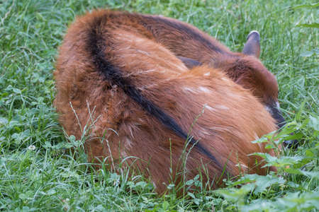 fawn in the mountainの写真素材