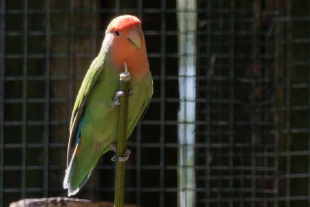 colorful inseparable parrot