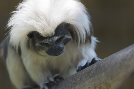 tamarin with a crown of cotton