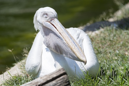 pelican in natureの写真素材
