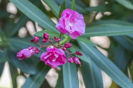 pink oleander in the gardenの写真素材
