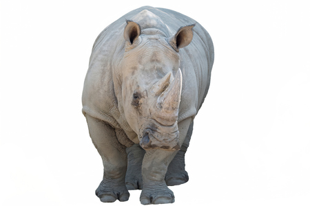 isolated rhino on white backgroundの写真素材