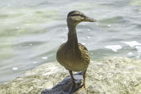 duck female on lakeの写真素材