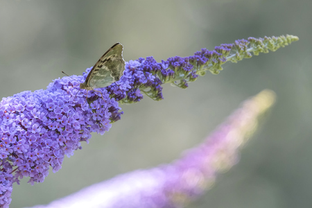 butterfly on buddleiaの写真素材