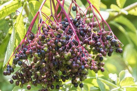 Sambucus nigra tree berries