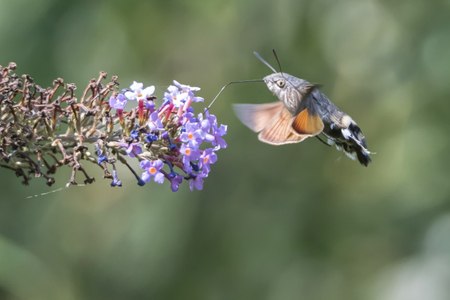 sphinx of the gallium on buddlejaの写真素材