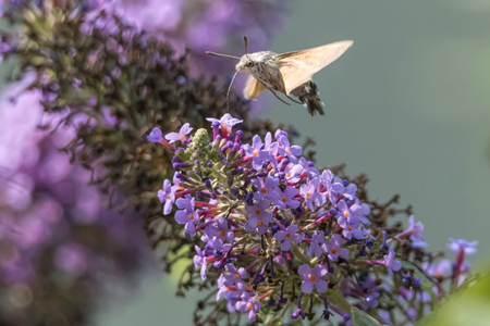 sphinx of the gallium on buddlejaの写真素材