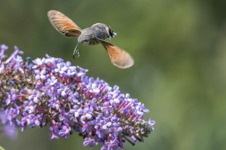 sphinx of the gallium on buddlejaの写真素材