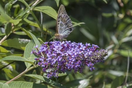butterfly on buddleia