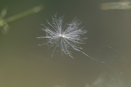 seed of the poplarの写真素材