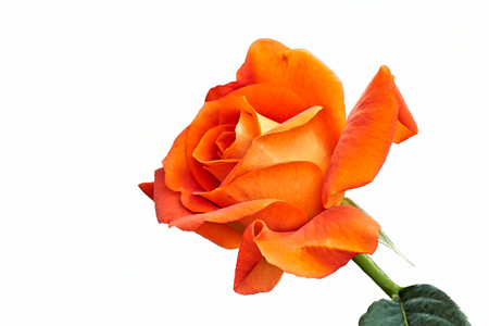 roses in bloom in the gardenの写真素材