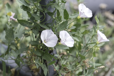 ipomoea stolonifera, white infesting bell