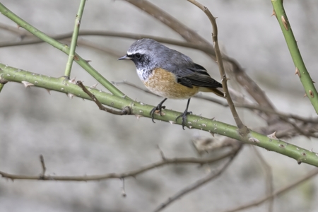 redstart phoenicurus bird on tree