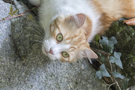 cute cat looking meの写真素材